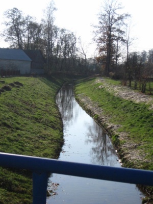 Jeżówka1.JPG